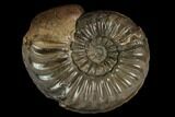 Ammonite (Pleuroceras) Fossil - Germany #125409-1
